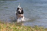 DOGUE ALLEMAND 079